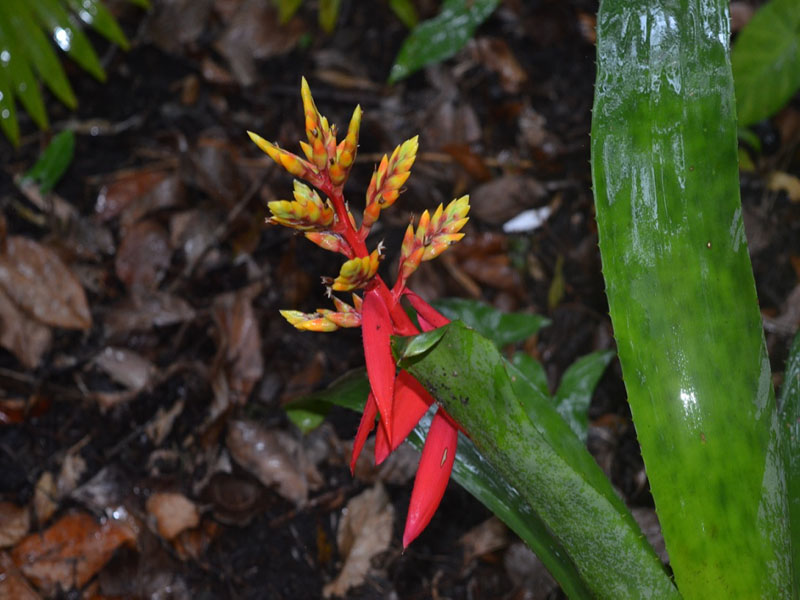 Aechmea tassmannii, flower, Harry P. Leu Gardens, Orlando, Florida, United States of America.