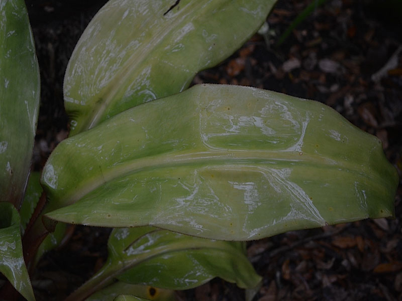Aechmea taycensis, leaf, Harry P. Leu Gardens, Orlando, Florida, United States of America.