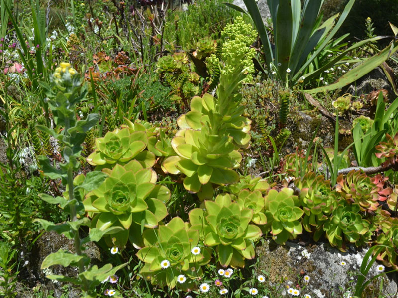 Aeonium percarneum, form. Tresco Abbey Garden, Tresco, Isles of Scilly, United Kingdom. 