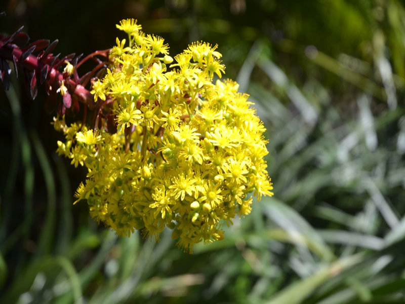 Aeonium simsii ’Zwartkop’, flower. Trebah Garden Trust, Mawnan Smith, Falmouth, Cornwall, United Kingdom.