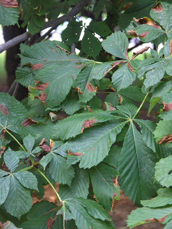 Extensive leaf  blotch (Guignardia aesculi) in mid-summer.