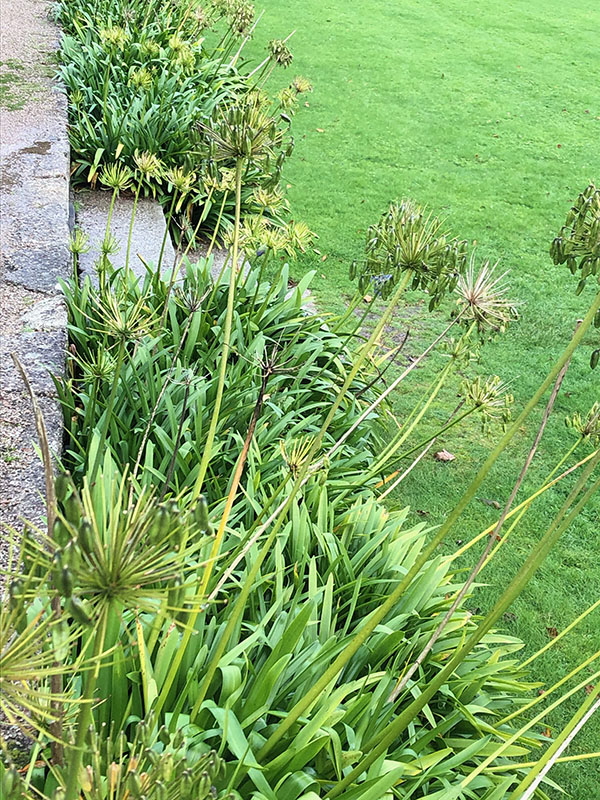 Agapanthus africanus, autumn form. Trengwaighton Garden, Madron, Cornwall, United Kingdom. 16/10/2019.