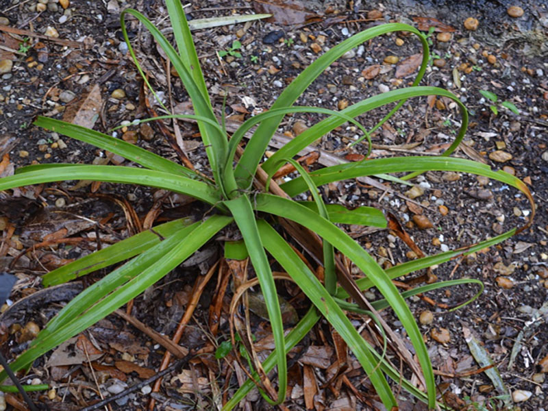 Agave bracteosa 'Calamar', form, Harry P. Leu Gardens, Orlando, Florida, United States of America.
