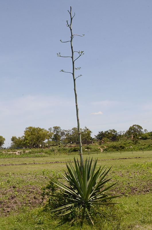 A mature plant flowering in Asembo Bay, Kenya in May.