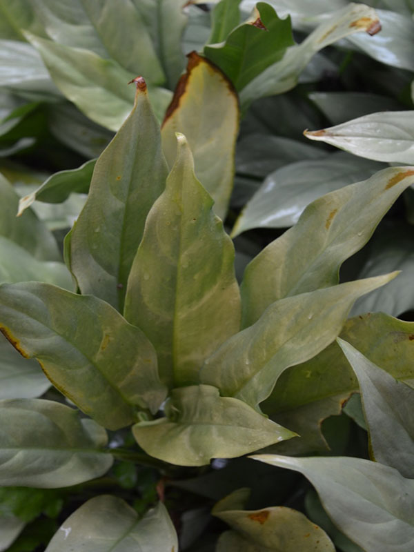 Aglaonema 'Alumina', leaf, Harry P. Leu Gardens, Orlando, Florida, United States of America.