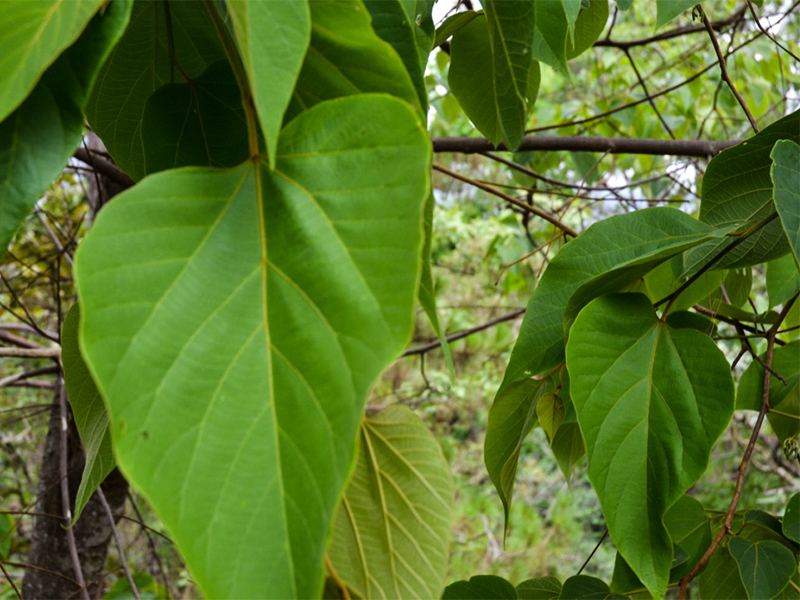 Alangium kurzii,  leaf.