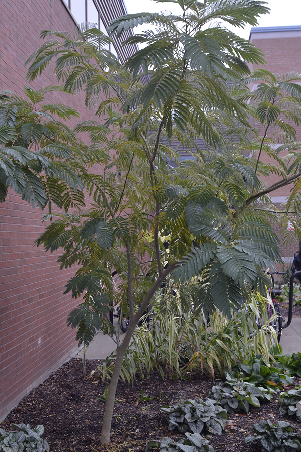 A tree growing in The Gardens of Fanshawe College, London, Ontario, Canada.