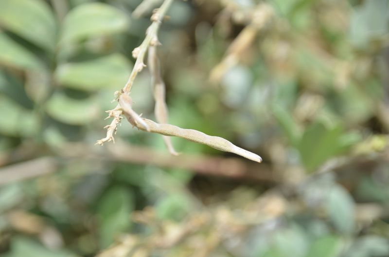 The pod may be straight or curved, 5 mm x 2 -4 cm long and has a slight curl  towards itself and is constricted around the seeds.