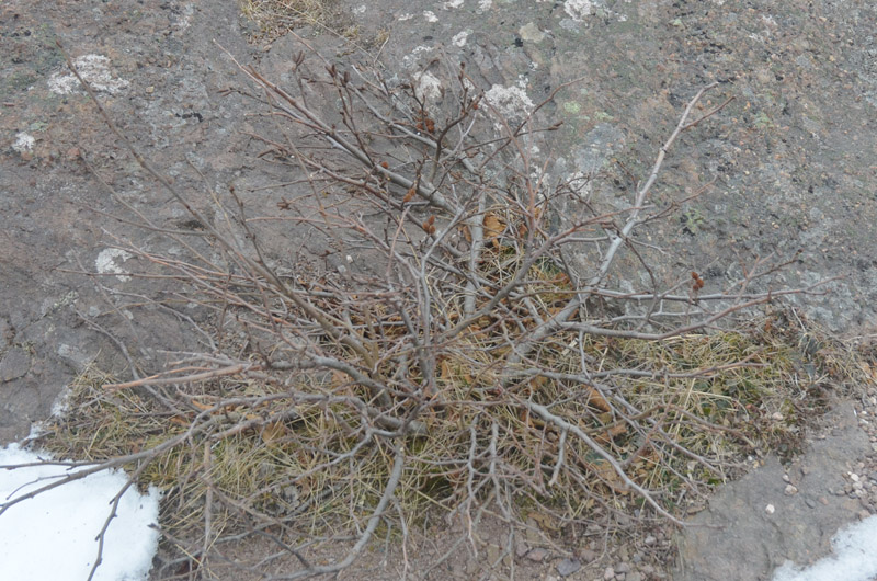 Alnus-viridis-subsp.-crispa-NFLD-form.JPG