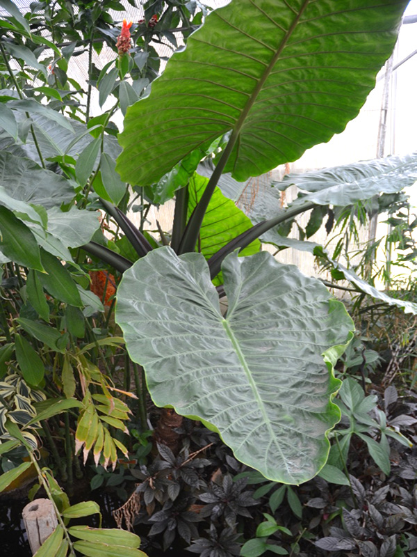 Alocasia macrorrhizos, form. Queen Sirikit Botanic Garden, Mae Rim District, Chiang Mai Province, Thailand.