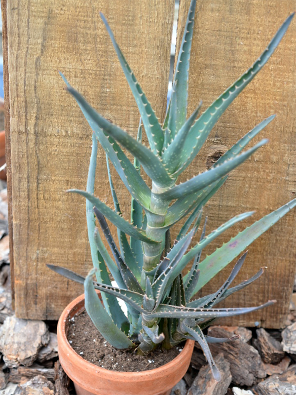 Aloe bakeri, Form