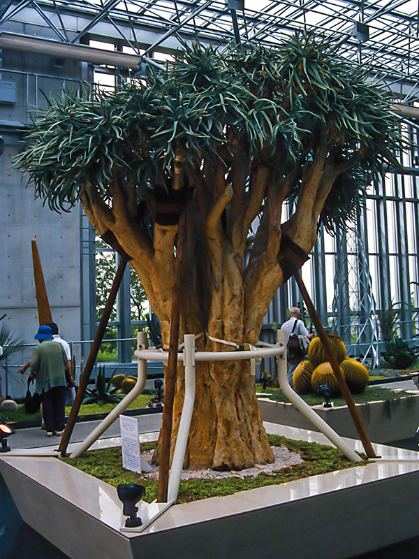 A mature plant at Japan Flora, 2000.