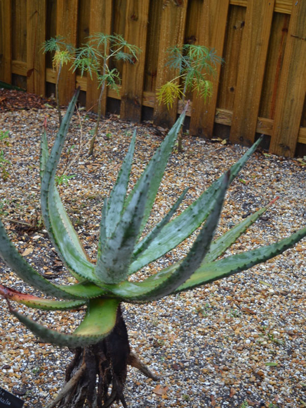 Aloe excelsa, form, Harry P. Leu Gardens, Orlando, Florida, United States of America.