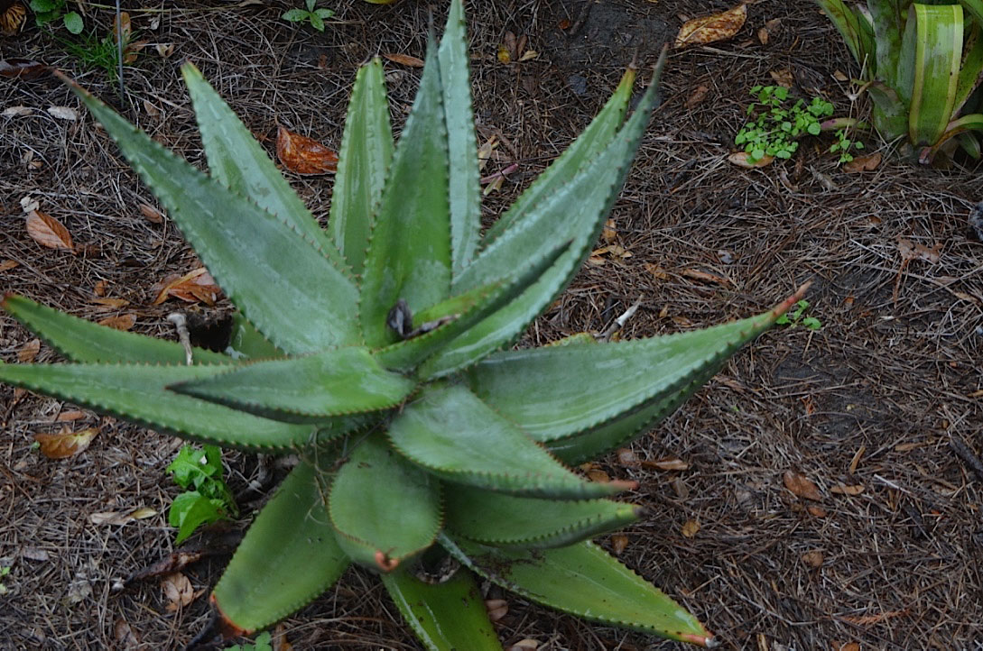 Aloe ferox, form2. Harry P. Leu Gardens, Orlando, Florida, United States of America
