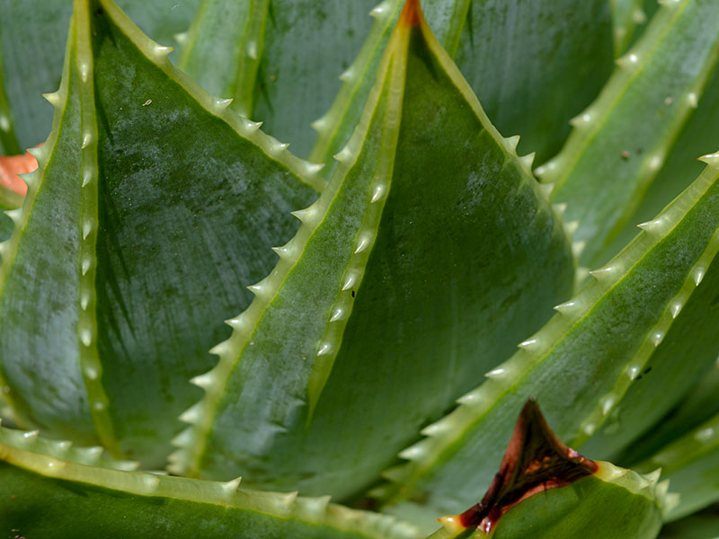 Aloe polyphylla, leaf. Trebah Garden Trust, Mawnan Smith, Falmouth, Cornwall, United Kingdom. 15/10/2019.