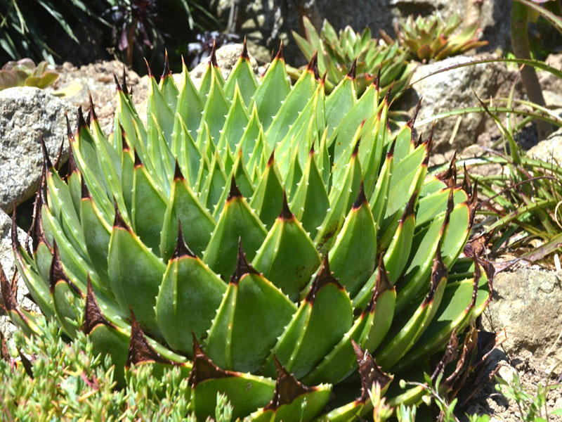 Aloe polyphylla, form. Trebah Garden Trust, Mawnan Smith, Falmouth, Cornwall, United Kingdom.