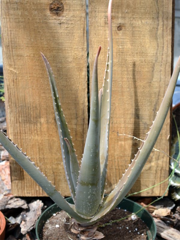 Aloe vera, Seedling