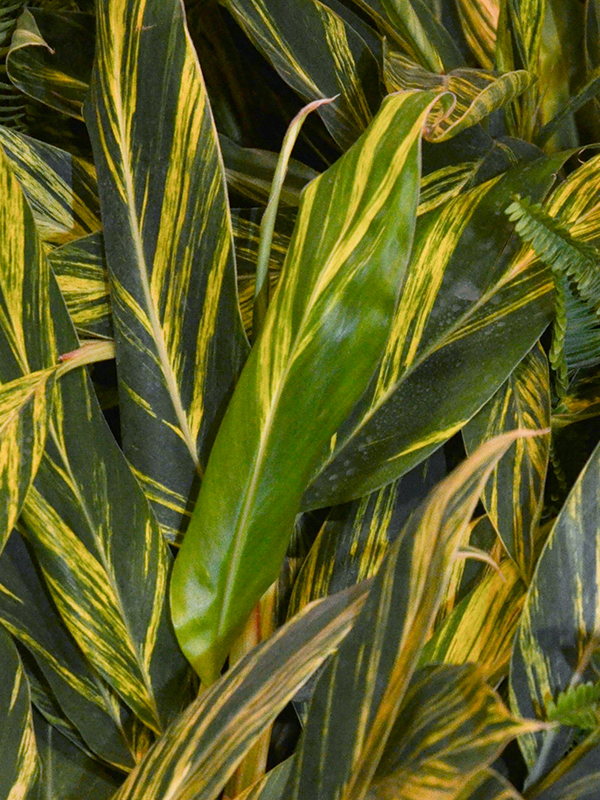 Alpinia zerumbet 'Variegata', leaf. Centennial Conservatory, Thunder Bay, Ontario, Canada.