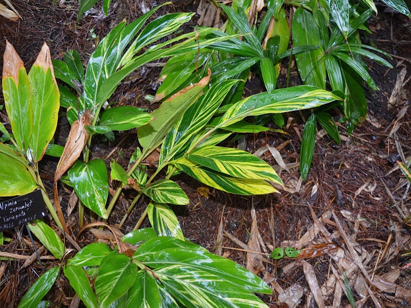 Alpinia zerumbet 'Variegata', form. Harry P. Leu Gardens, Orlando, Florida, United States of America