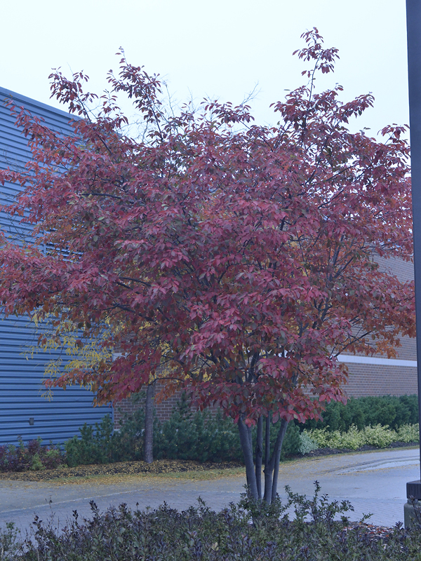 A mature plant in autumn cloak at the Gardens of Fanshawe College, London, Ontario.