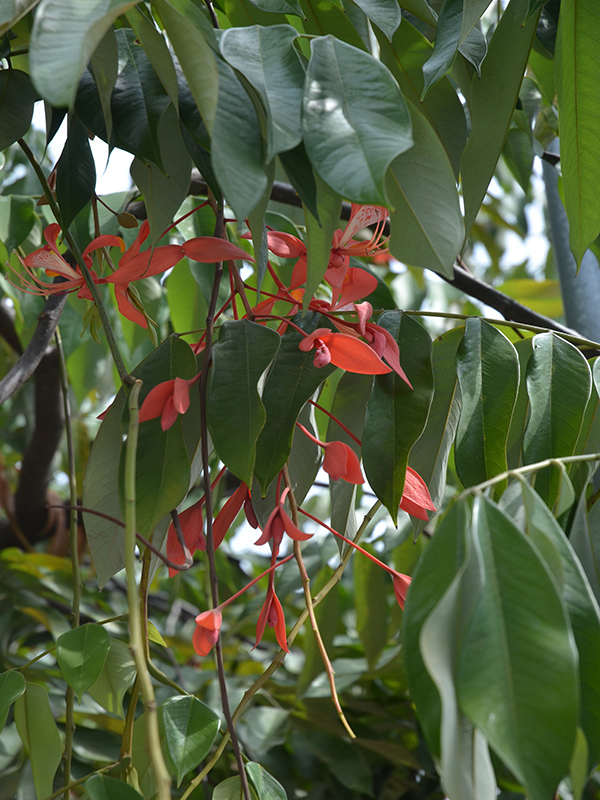 Amherstia nobilis, flower, Royal Park Rajapruek, Mae Hia, Thailand.