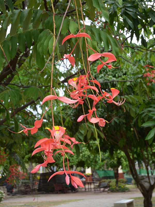 Amherstia nobilis, flower, Royal Park Rajapruek, Mae Hia, Thailand.