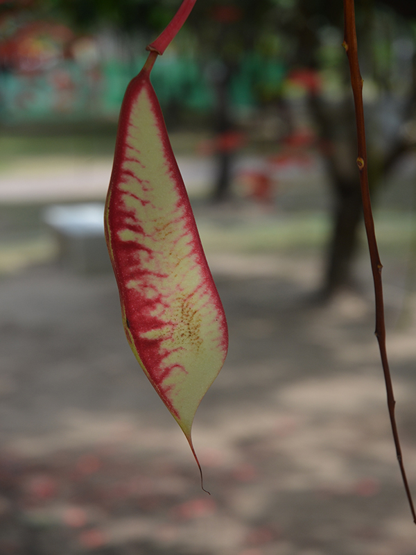 Amherstia nobilis, fruit, Royal Park Rajapruek, Mae Hia, Thailand.