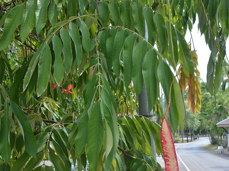 Amherstia nobilis, leaf, Royal Park Rajapruek, Mae Hia, Thailand.
