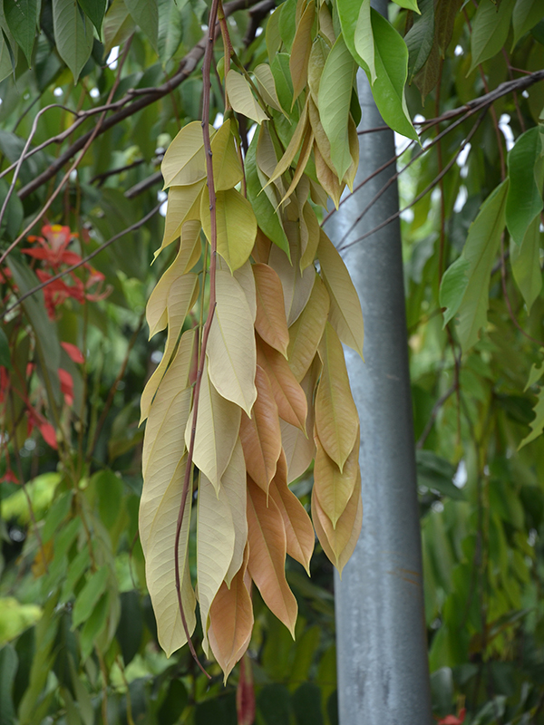 Amherstia nobilis, leaf, Royal Park Rajapruek, Mae Hia, Thailand.