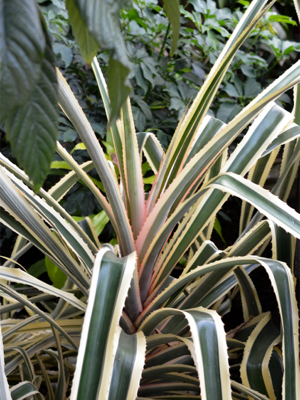 Ananas bracteatus 'Tricolor', Form