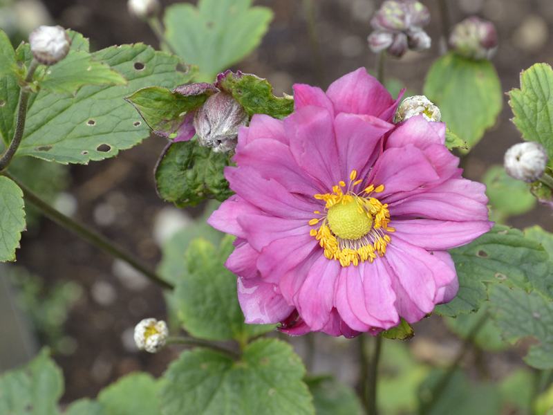 Anemone-hupehensis-var.-japonica-Pamina-cuddy-flower.JPG
