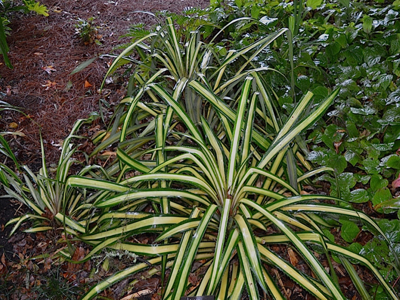 Ananas comosus 'Variegatus', form,Harry P. Leu Gardens, Orlando, Florida, United States of America.