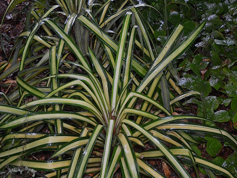 Ananas comosus 'Variegatus', leaf,Harry P. Leu Gardens, Orlando, Florida, United States of America.