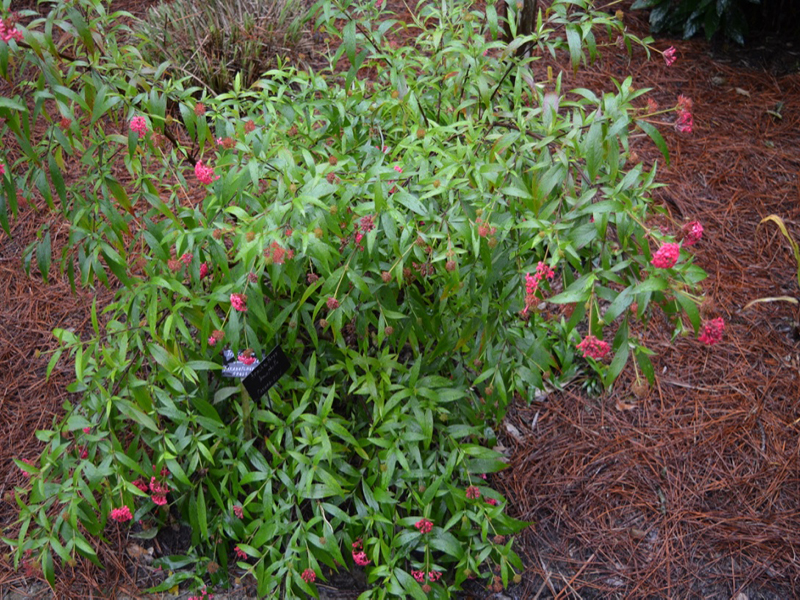 Arachnothryx leucophylla, form, Harry P. Leu Gardens, Orlando, Florida, United States of America.