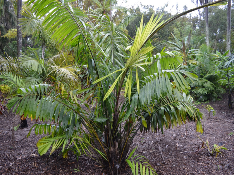 Arenga microcarpa, form, Harry P. Leu Gardens, Orlando, Florida, United States of America.