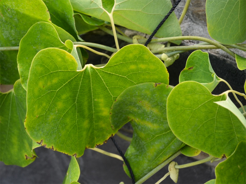 Aristolochia galeata, leaf.