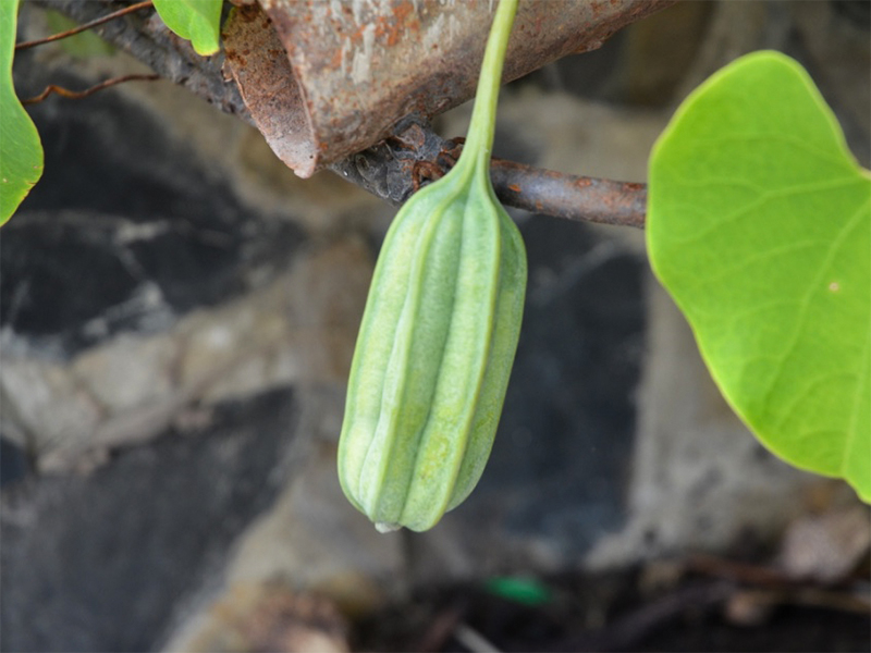 Aristolochia galeata,  fruit.