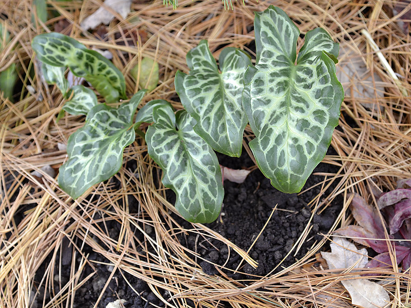 Arum-italicum-ssp-italicum-Winter-White-form.JPG
