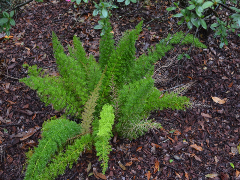 Asparagus densiflorus 'Meyersii', form, Harry P. Leu Gardens, Orlando, Florida, United States of America.