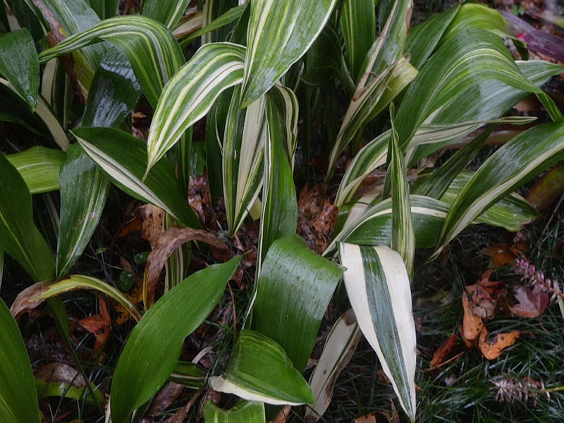 Aspidistra elatior 'Variegata', leaf, Harry P. Leu Gardens, Orlando, Florida, United States of America.