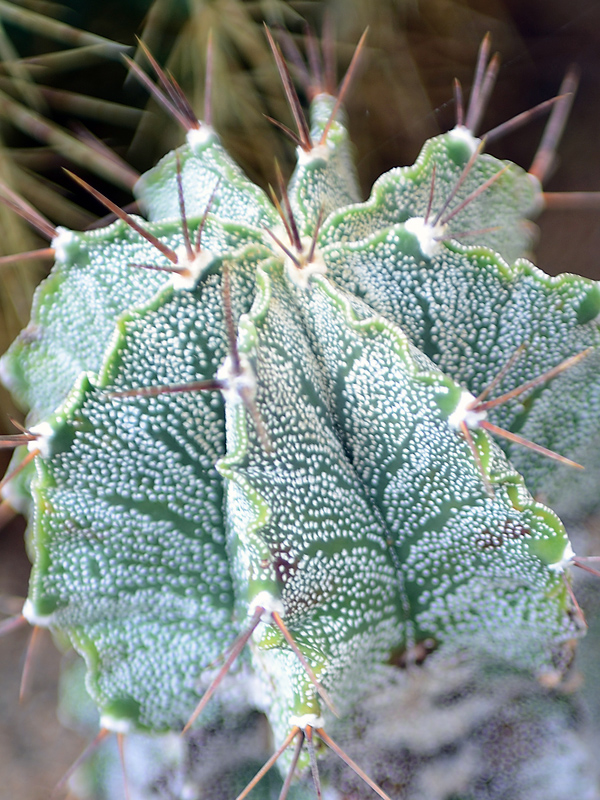 Astrophytum ornatum, Leaf