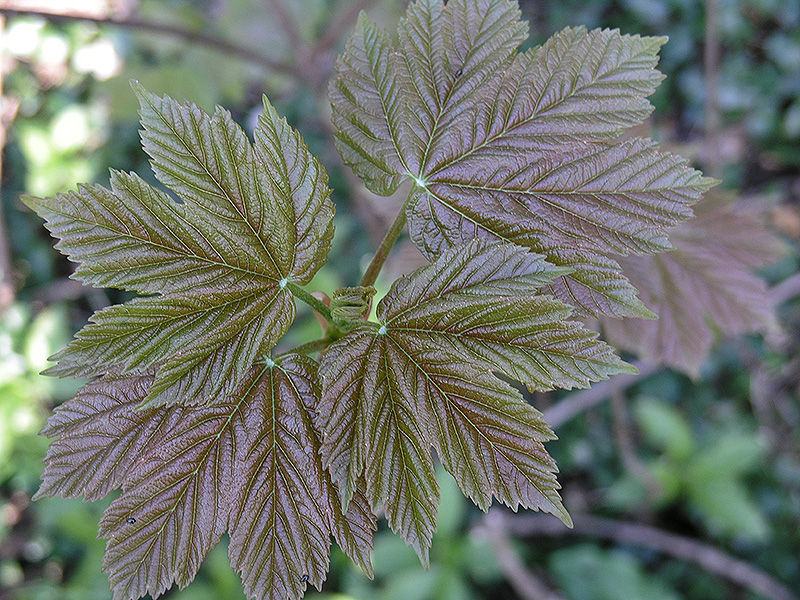 Acer pseudoplatanus, leaf. University of Western Ontario, south of the McIntosh Gallery, London, Ontario, Canada.