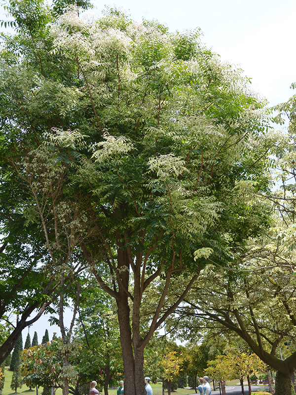 Azadirachta indica var siamensis 'Valeton', form, Royal Park Rajapruek, Mae Hia, Thailand.