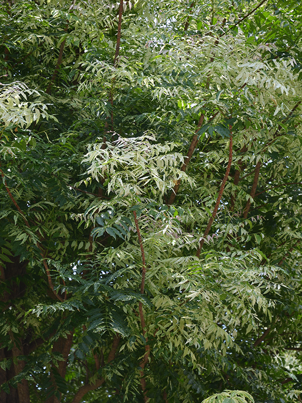 Azadirachta indica var siamensis 'Valeton', leat, Royal Park Rajapruek, Mae Hia, Thailand.