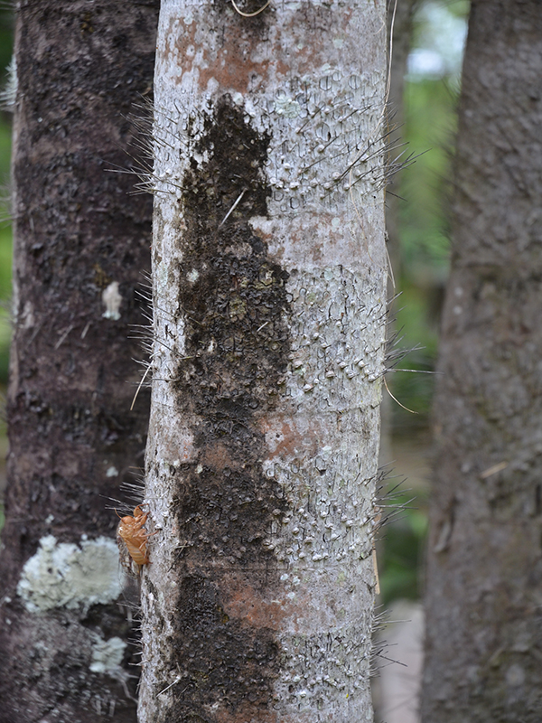 Bactris gasipaes, bark, Royal Park Rajapruek, Mae Hia, Thailand.