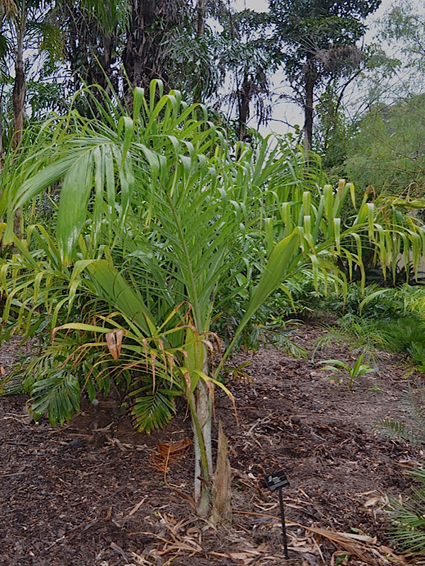Bactris glandulosa var. baileyana, form, Harry P. Leu Gardens, Orlando, Florida, United States of America.