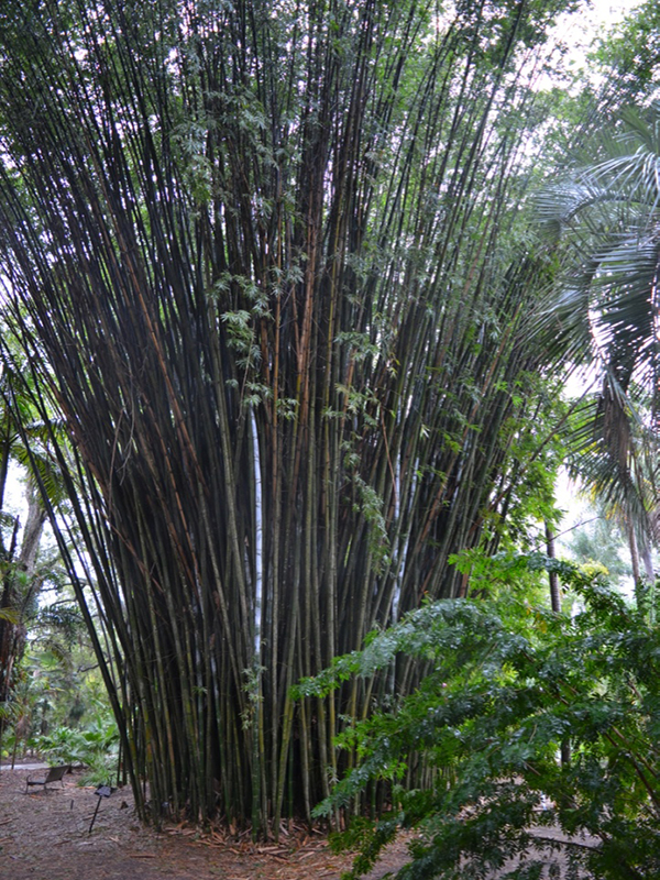 Bambusa malingensis , form, Harry P. Leu Gardens, Orlando, Florida, United States of America.