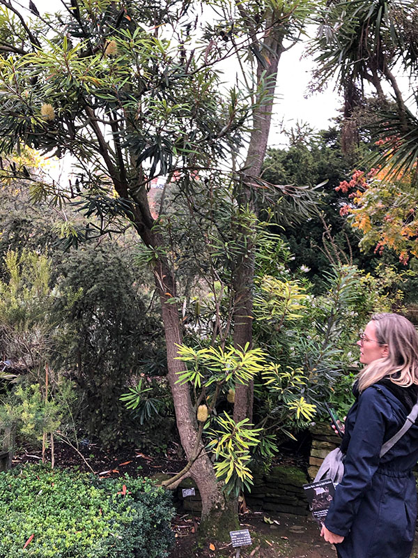 Banksia integrifolia,. Chelsea Physic Garden, London, United Kingdom.