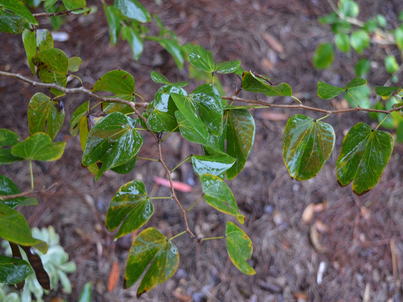 Bauhinia madagascariensis, leaf, Harry P. Leu Gardens, Orlando, Florida, United States of America.