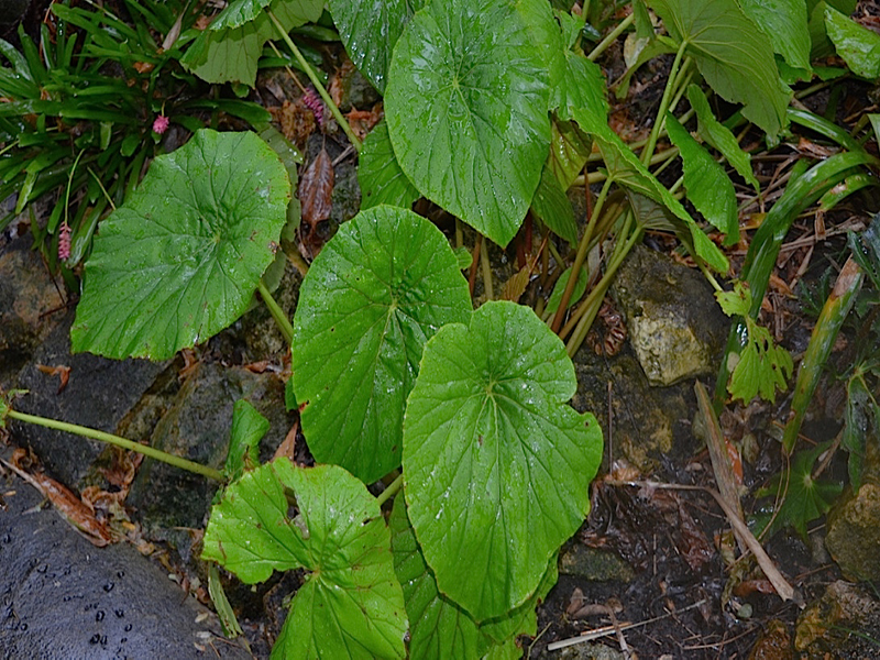 Begonia nelumbiifolia, form, Harry P Leu Gardens, Orlando, Florida, United States of America.